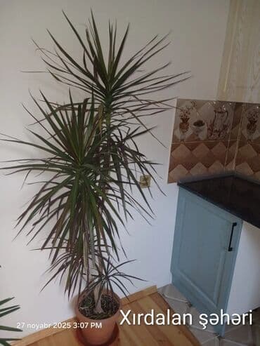 Dracena marginata (şahzadə palma) – otaq bitkisi - Növ: Dracaena lalafo.az -da Dracena marginata (şahzadə palma) – otaq bitkisi - Növ: Dracaena