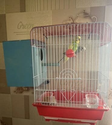 Qəfəsdə papuqay Məhsul təsviri: - Şaquli çubuqlu, üstü qırmızı, alt lalafo.az -da Qəfəsdə papuqay Məhsul təsviri: - Şaquli çubuqlu, üstü qırmızı, alt