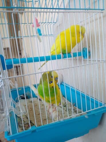 Budaqlar və oyuncaqlı qəfəsdə saxlanılan dalmatin rənglərə yaxın lalafo.az -da Budaqlar və oyuncaqlı qəfəsdə saxlanılan dalmatin rənglərə yaxın