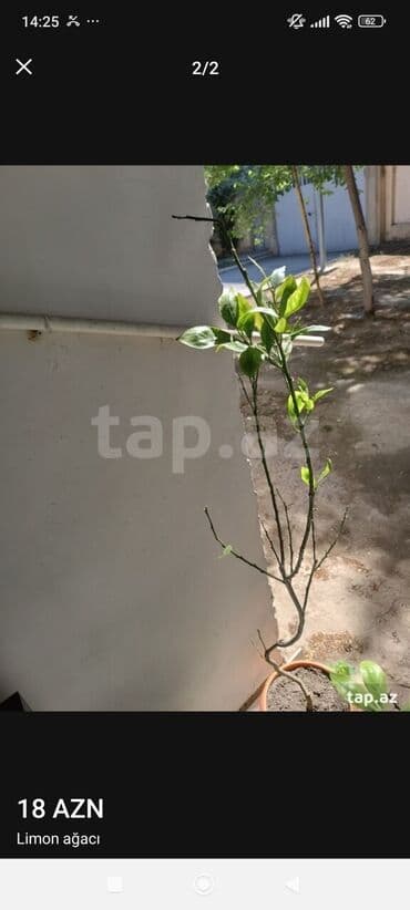 Salam limon ağacı satılır qiyməti 18 manat deyilir real alıcılar zəng lalafo.az -da Salam limon ağacı satılır qiyməti 18 manat deyilir real alıcılar zəng