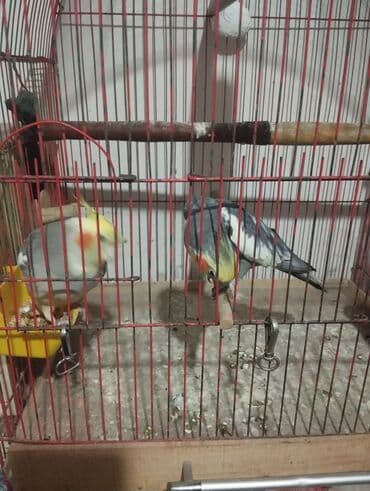 Məhsul: Qəfəsdə cüt nimfa (Cockatiel) tutuquşuları və komplekt lalafo.az -da Məhsul: Qəfəsdə cüt nimfa (Cockatiel) tutuquşuları və komplekt