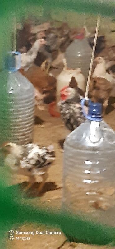 Toyuq cücələri, Damazlıq lalafo.az -da Toyuq cücələri, Damazlıq