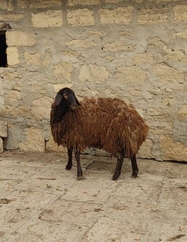 Dişi quzu satlır lalafo.az -da Dişi quzu satlır