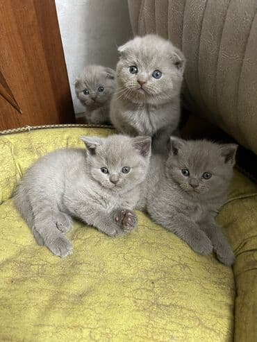 Şotland, Erkək, Dişi lalafo.az -da Şotland, Erkək, Dişi