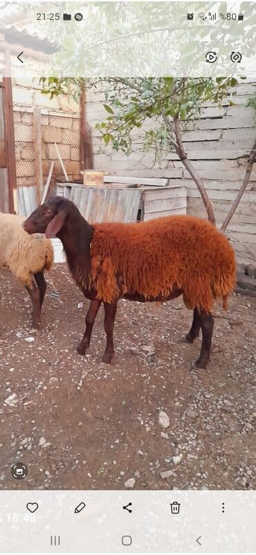 Məhsul: 2 baş qoyun 11 aylıq qırmızı qala sortu erkey toğlu 4.5.qarın lalafo.az -da Məhsul: 2 baş qoyun 11 aylıq qırmızı qala sortu erkey toğlu 4.5.qarın