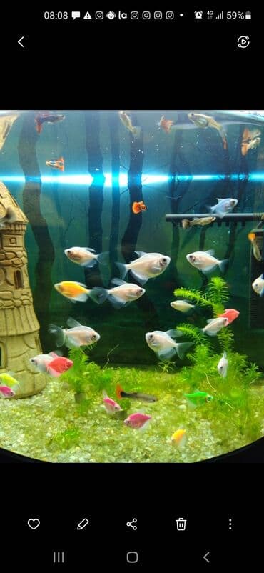 Ternesiya balığı, Sülhsevər, Pulsuz çatdırılma lalafo.az -da Ternesiya balığı, Sülhsevər, Pulsuz çatdırılma