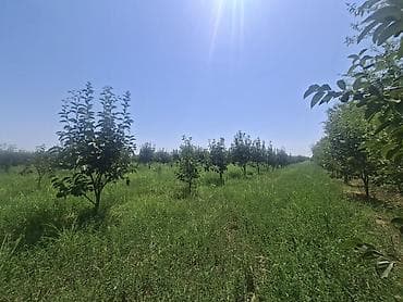 Goycay potu șxlı kendinde yerlesen xurma bagı sadisa cxarilip bagin lalafo.az -da Goycay potu șxlı kendinde yerlesen xurma bagı sadisa cxarilip bagin