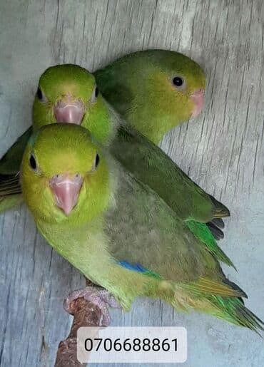 Forpus tutuquşu 1 ədədi 40 cütü 80 manata tərqizmə quşlardı lalafo.az -da Forpus tutuquşu 1 ədədi 40 cütü 80 manata tərqizmə quşlardı