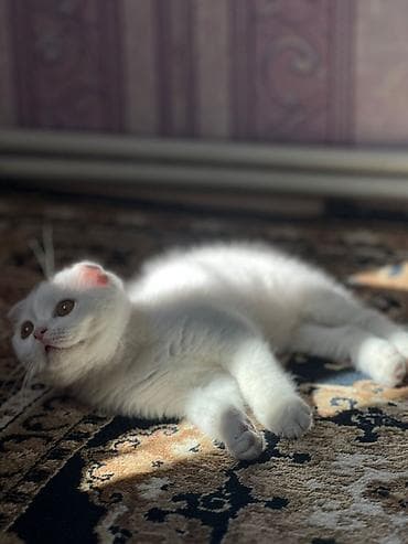Şotland yastı qulaq lalafo.az -da Şotland yastı qulaq