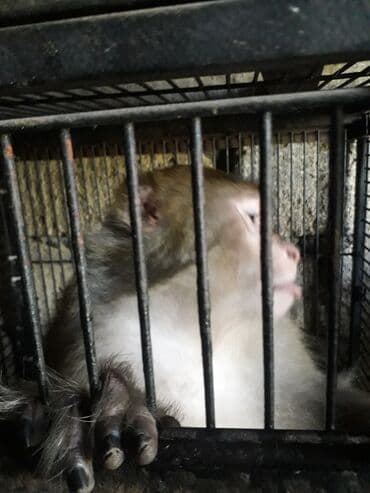 Sakit saqlam ve aktiv heyvandi.5 yasi var.Mastaqadadi lalafo.az -da Sakit saqlam ve aktiv heyvandi.5 yasi var.Mastaqadadi