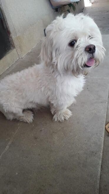 Pekines, 2 il, Erkek, Cütləşmə üçün lalafo.az -da Pekines, 2 il, Erkek, Cütləşmə üçün