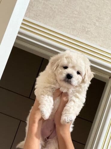 Pudel, 2 ay, Dişi, Peyvəndli, Ünvandan götürmə lalafo.az -da Pudel, 2 ay, Dişi, Peyvəndli, Ünvandan götürmə