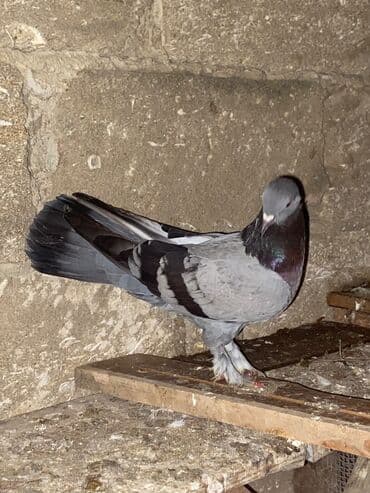 Salam hoptum 6 baldan tek tek heresinin oz qiymeti var icinde 19 lalafo.az -da Salam hoptum 6 baldan tek tek heresinin oz qiymeti var icinde 19