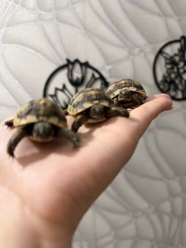 Məhsul: Kiçik quru tısbağaları Təsvir: - Ovuc boyda, zolaqlı-qəhvəyi lalafo.az -da Məhsul: Kiçik quru tısbağaları Təsvir: - Ovuc boyda, zolaqlı-qəhvəyi