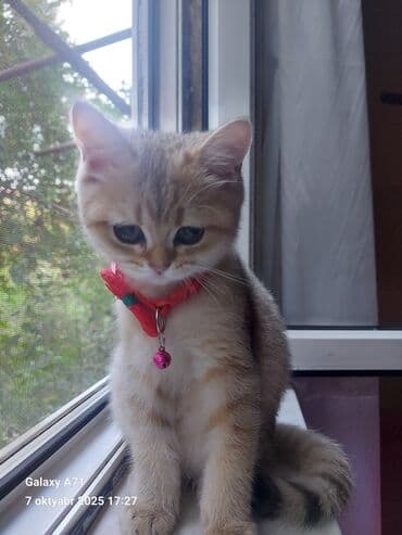 Dişi, Ödənişli çatdırılma lalafo.az -da Dişi, Ödənişli çatdırılma