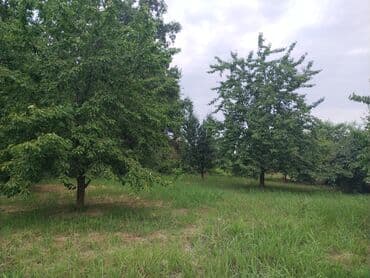 Geely: 10 соток, Для сельского хозяйства, Собственник, Купчая at lalafo.az — 2 Geely: 10 соток, Для сельского хозяйства, Собственник, Купчая — 2