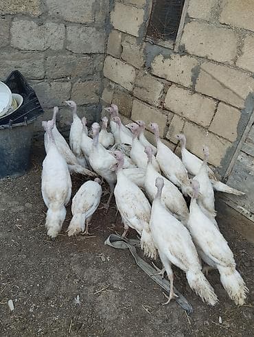 Unvan gilezi. 25 eded hamsi bir yerde satilir 3 ayliq qiymet 24 azn lalafo.az -da Unvan gilezi. 25 eded hamsi bir yerde satilir 3 ayliq qiymet 24 azn