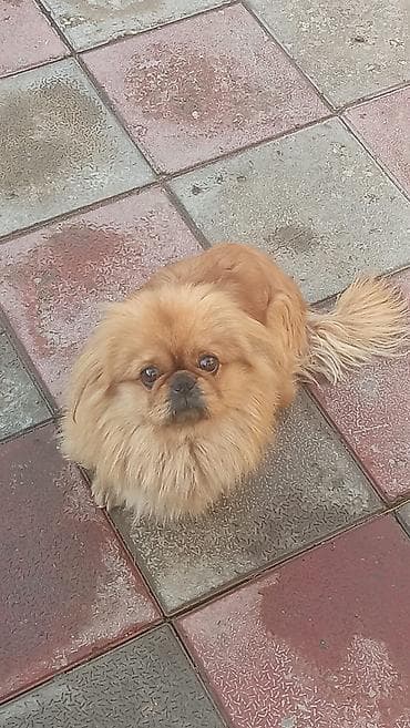 Pekines, 1 il, Erkek, Peyvəndli lalafo.az -da Pekines, 1 il, Erkek, Peyvəndli