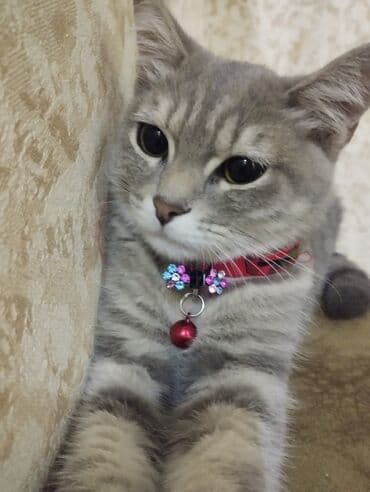 Qızıl şinşilla, Dişi, Yaxşı əllərə, Ünvandan götürmə lalafo.az -da Qızıl şinşilla, Dişi, Yaxşı əllərə, Ünvandan götürmə