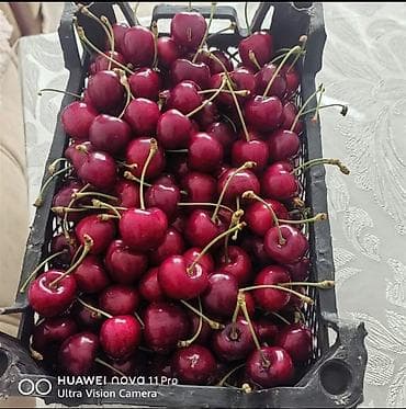270 sot, Kənd təsərrüfatı, Mülkiyyətçi, Kupça (Çıxarış) lalafo.az -da 270 sot, Kənd təsərrüfatı, Mülkiyyətçi, Kupça (Çıxarış)