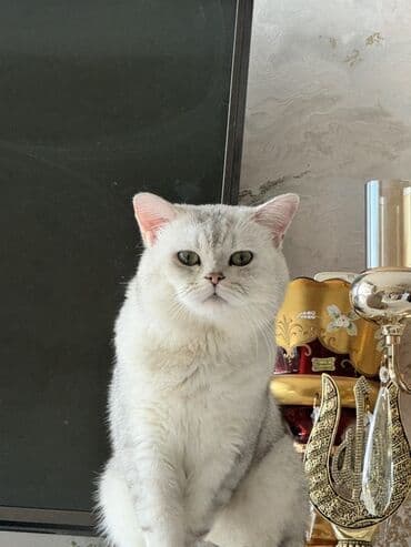 Britan, Erkək lalafo.az -da Britan, Erkək