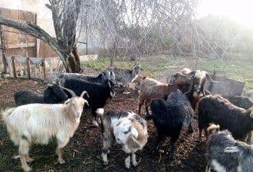 Tam saglam bogaz keciler satilir lalafo.az -da Tam saglam bogaz keciler satilir