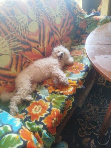 Pudel, 4 ay, Dişi, Ünvandan götürmə lalafo.az -da Pudel, 4 ay, Dişi, Ünvandan götürmə