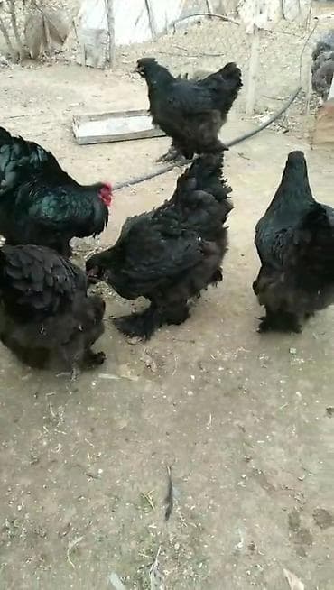 Bramalar satilir.Cutu 130 manat lalafo.az -da Bramalar satilir.Cutu 130 manat