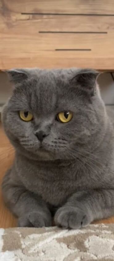 Britan lalafo.az -da Britan