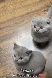 Şotland, Erkək, Dişi lalafo.az -da Şotland, Erkək, Dişi