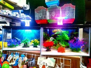 Dördbucaq akvarium, Balıqlarla birlikdə, 18 l, Ünvandan götürmə, Pulsuz çatdırılma, Ödənişli çatdırılma lalafo.az -da Dördbucaq akvarium, Balıqlarla birlikdə, 18 l, Ünvandan götürmə, Pulsuz çatdırılma, Ödənişli çatdırılma