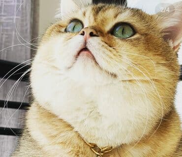 Qızıl şinşilla lalafo.az -da Qızıl şinşilla