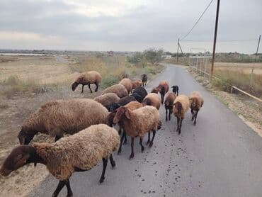 Qala cinsi qoyunlar razılaşma yolu ilə lalafo.az -da Qala cinsi qoyunlar razılaşma yolu ilə