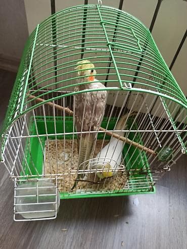 Nimfa papuqayı və qəfəsi - Növ: Nimfa (cockatiel) – sarı daraq at lalafo.az Nimfa papuqayı və qəfəsi - Növ: Nimfa (cockatiel) – sarı daraq