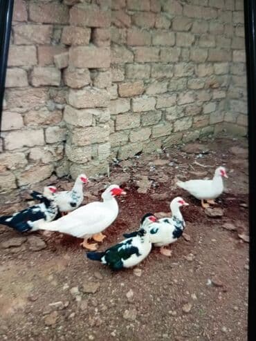 5fərə,1xoruz yumurtlayan bala çıxaram heyvanlardı real alıcı narahat lalafo.az -da 5fərə,1xoruz yumurtlayan bala çıxaram heyvanlardı real alıcı narahat