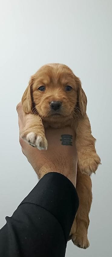 Кокер спаниель at lalafo.az Кокер спаниель