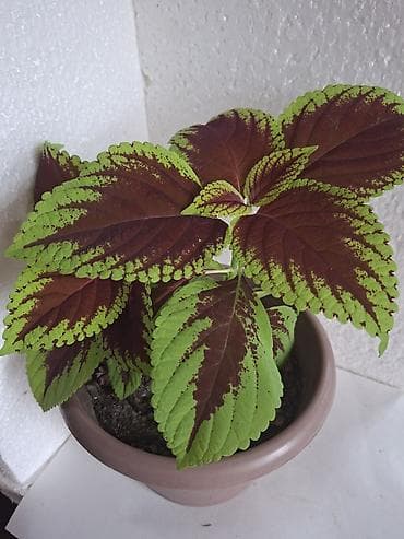 Koleus (rəngbərəng yarpaqlı dekorativ bitki) – saksıda - Növ: Coleus lalafo.az -da Koleus (rəngbərəng yarpaqlı dekorativ bitki) – saksıda - Növ: Coleus