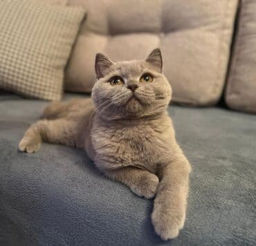 Britan lalafo.az -da Britan