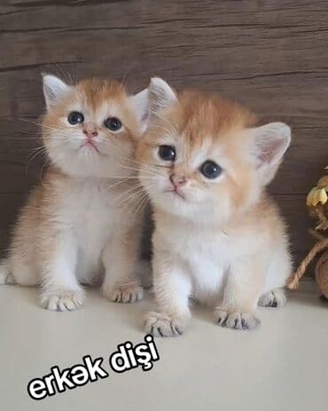 Britan, Dişi lalafo.az -da Britan, Dişi