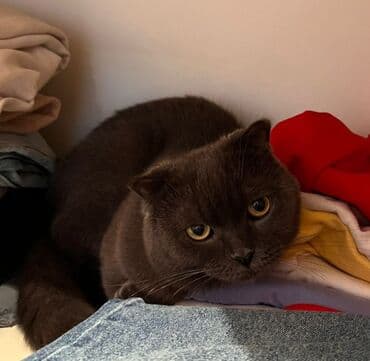 Şotland, Erkək, Yaxşı əllərə, Ünvandan götürmə lalafo.az -da Şotland, Erkək, Yaxşı əllərə, Ünvandan götürmə