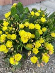 Удобрения: Tikanlı kaktus toxumları Kaktus (Hindistan düyü) 1 toxum-0,50 qəpik at lalafo.az — 4 Удобрения: Tikanlı kaktus toxumları Kaktus (Hindistan düyü) 1 toxum-0,50 qəpik — 4