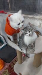 Şinşilla, Erkək, Yaxşı əllərə, Ödənişli çatdırılma lalafo.az -da Şinşilla, Erkək, Yaxşı əllərə, Ödənişli çatdırılma