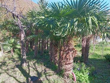 Удобрения: Məhsul: Bağ və landşaft üçün dekorativ palma və iynəyarpaq at lalafo.az — 6 Удобрения: Məhsul: Bağ və landşaft üçün dekorativ palma və iynəyarpaq — 6