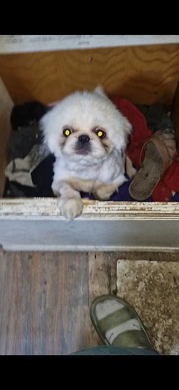 Pekines lalafo.az -da Pekines