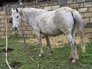 Dişi, il: 7 lalafo.az -da Dişi, il: 7