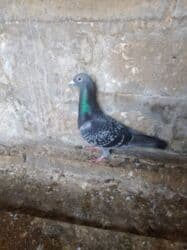 Mayası qaçıb tek qalıb,qızğın erkekdir lalafo.az -da Mayası qaçıb tek qalıb,qızğın erkekdir