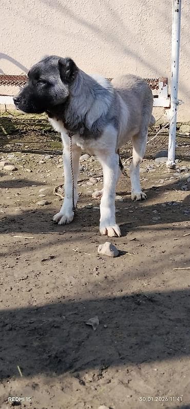 Alabay, 3 ay, Erkek, Peyvəndli, Rayonlara çatdırılma lalafo.az -da Alabay, 3 ay, Erkek, Peyvəndli, Rayonlara çatdırılma