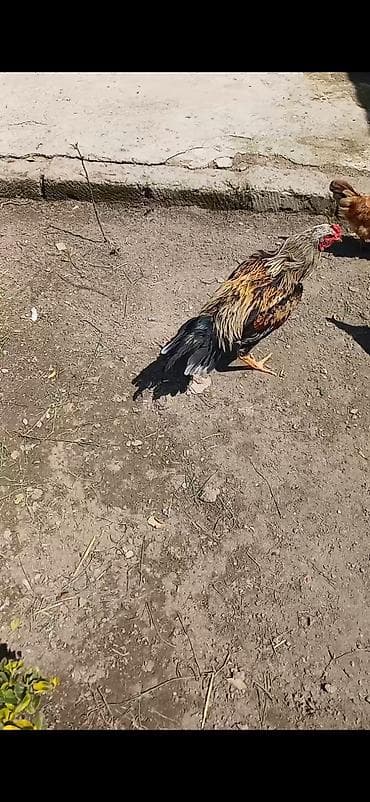 Gecenin kampaniyasi endirimlidir50yox 35 azen 35 yox endirimde olacag lalafo.az -da Gecenin kampaniyasi endirimlidir50yox 35 azen 35 yox endirimde olacag