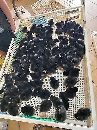 Toyuq cücələri, Damazlıq lalafo.az -da Toyuq cücələri, Damazlıq