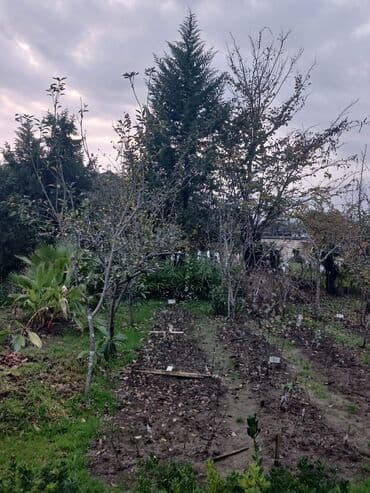 Bitki dərmanları: Məhsul: Fidanlar və landşaft üçün dekorativ bitkilər Təsvir: - lalafo.az -da — 9 Bitki dərmanları: Məhsul: Fidanlar və landşaft üçün dekorativ bitkilər Təsvir: - — 9